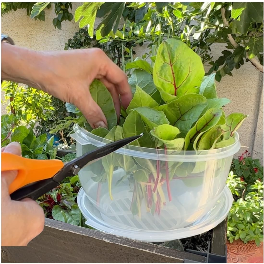 Trenton Gifts Lettuce And Vegatable Storage 7 inches by 8 inches, Clear
