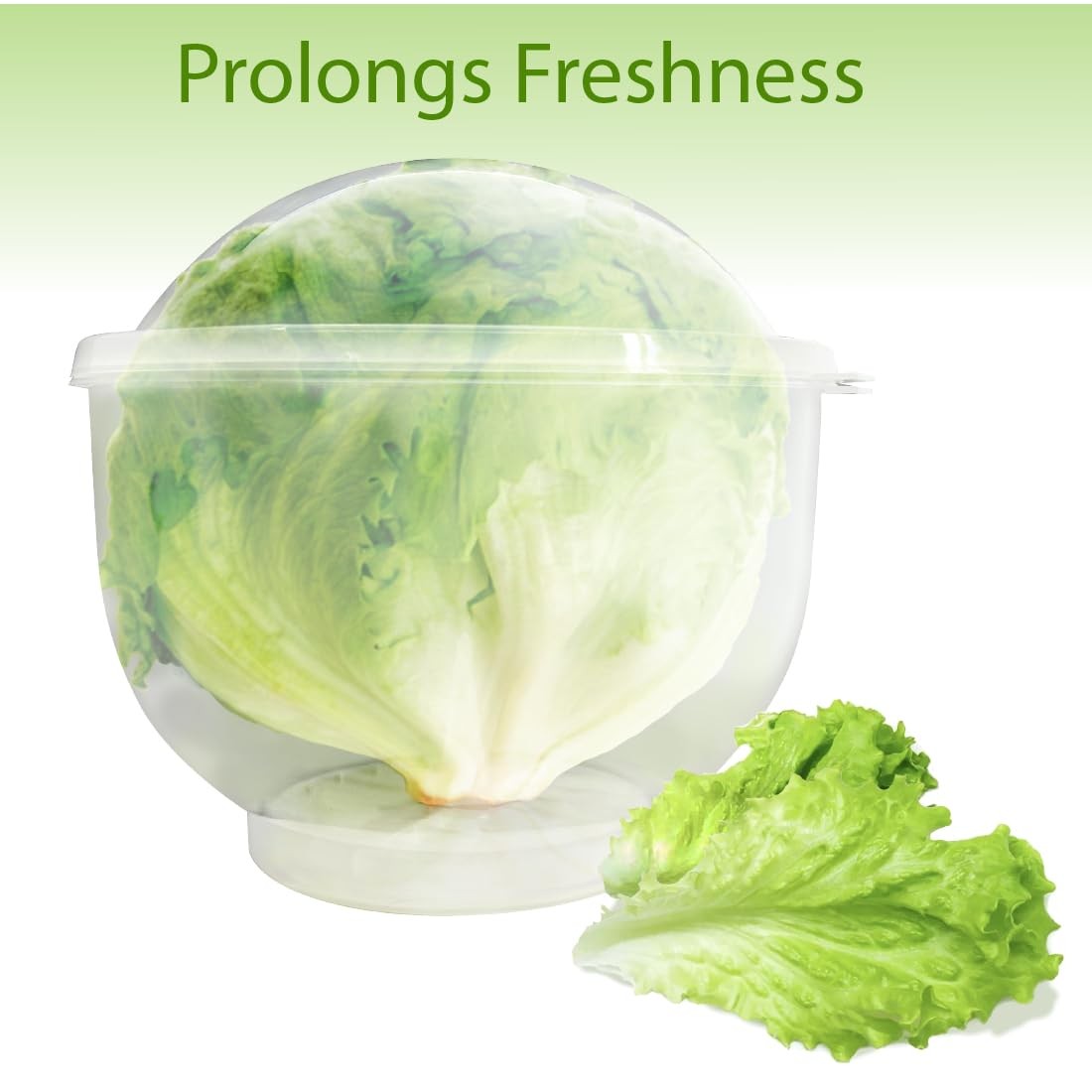 Trenton Gifts Lettuce And Vegatable Storage 7 inches by 8 inches, Clear