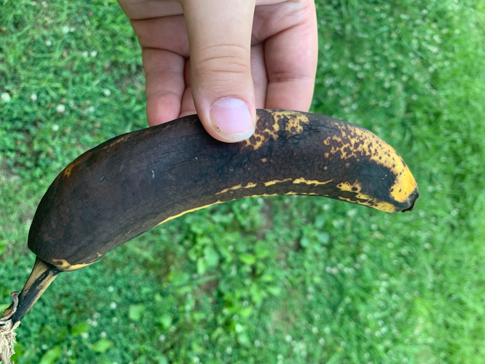 an overripe brown banana barely any yellow it’s a little less than a footlong