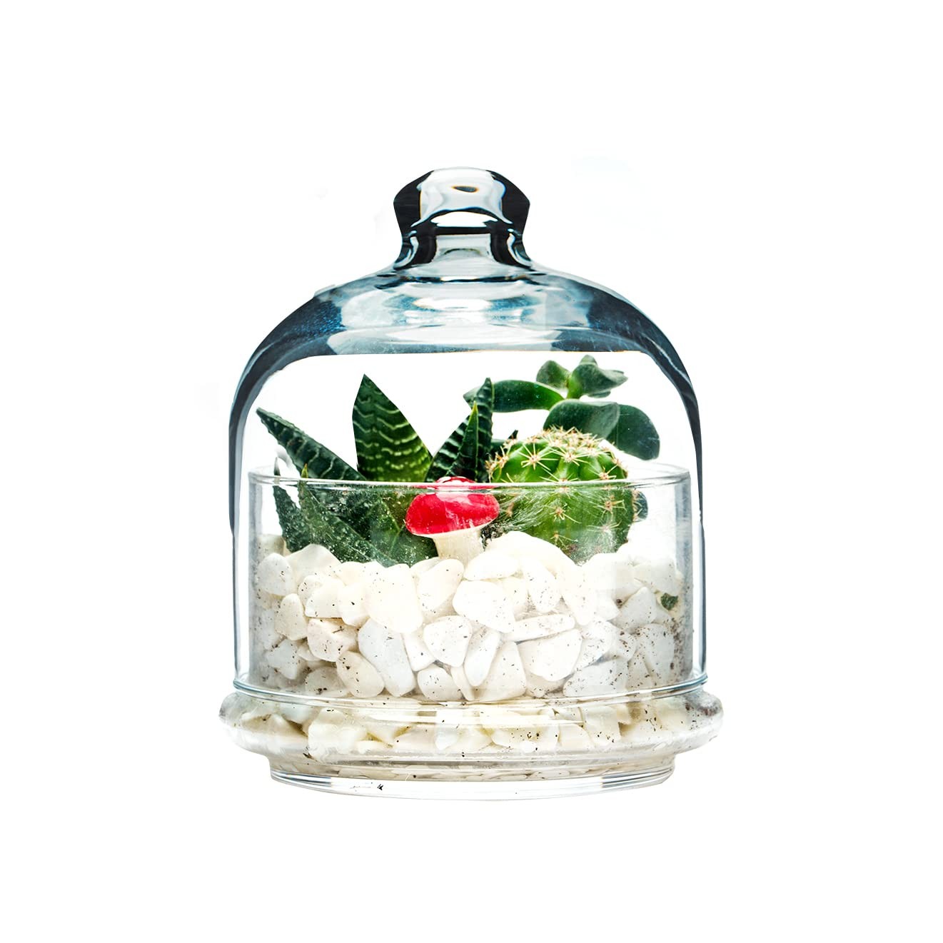 The Buybox Multipurpose Glass Container Avocado Onion Tomato And Lemon Keeper Sa